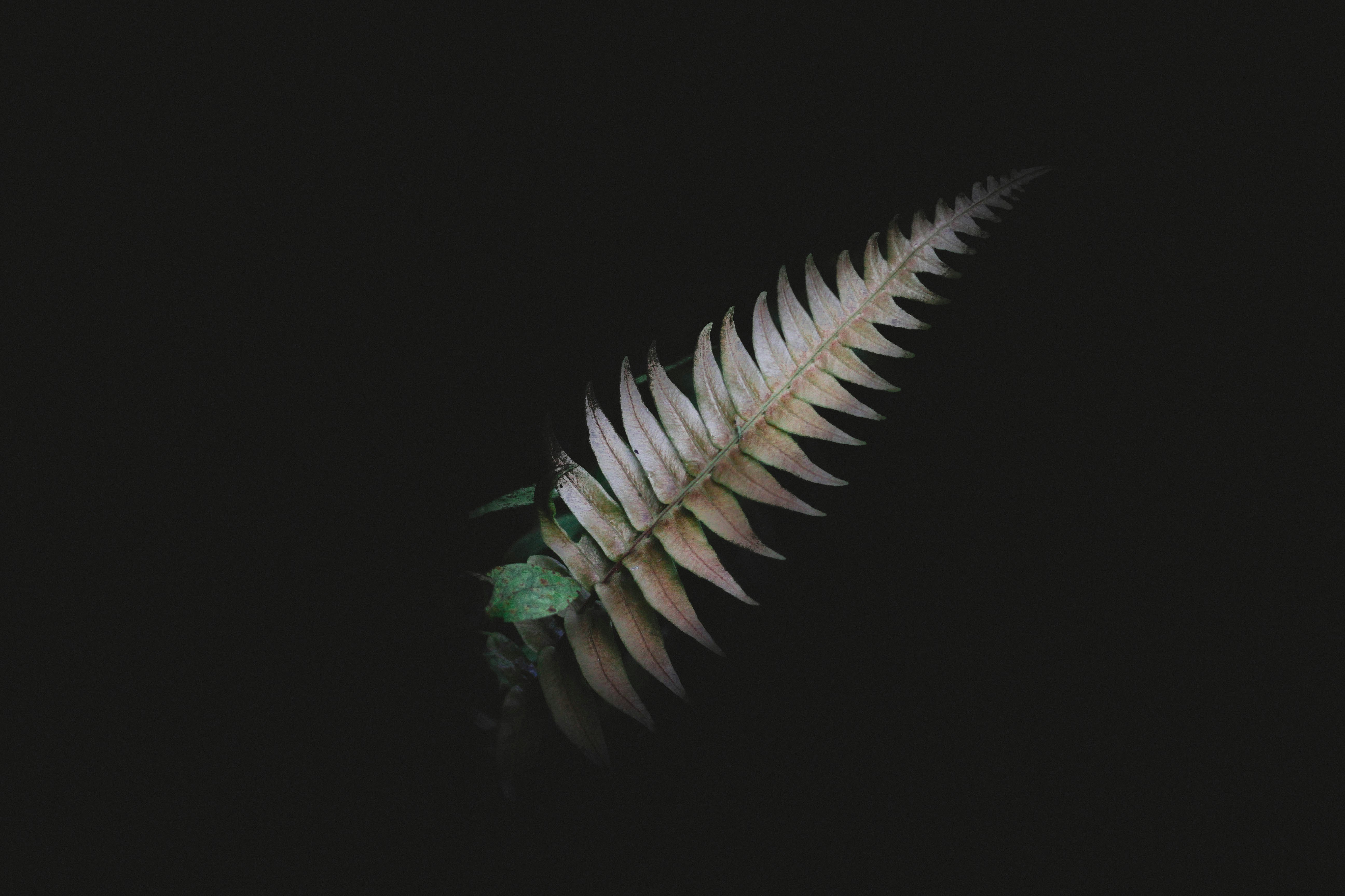 brown leaf with black background